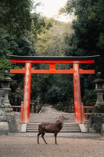 Japan - Image 1