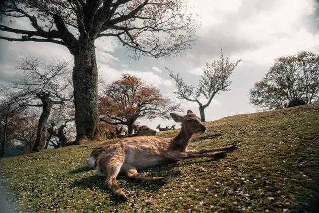 Japan - Image 19
