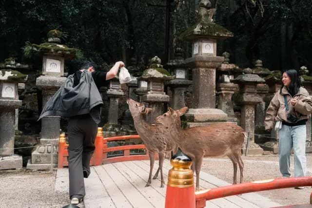Japan - Image 20