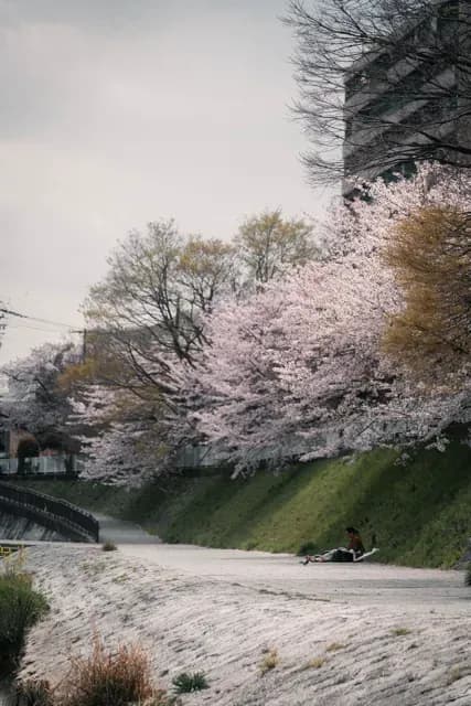 Japan - Image 5